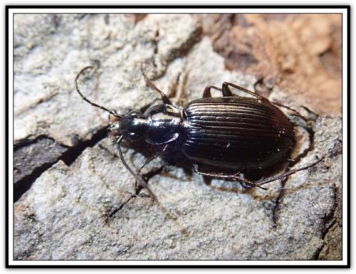 Agonum micans